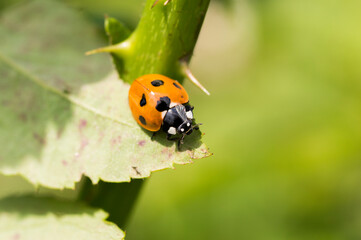 ladybug on a leaf