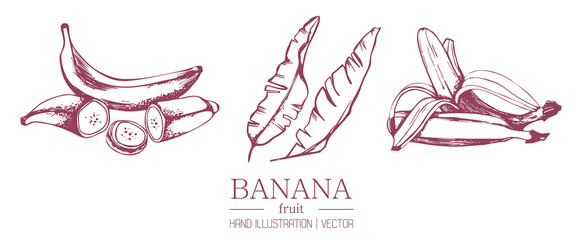 Banana on a branch of an isolated background. The concept of packaging of bananas jam and juice. Sweet fruit. Vitamins in bananas. Vector.