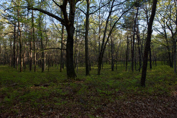 Forest in the summer in Long Island, NY