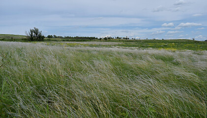 Spring landscape, field of feather grass under the blue sky