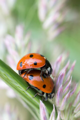 Two Ladybugs (Coccinellidae) on a stem