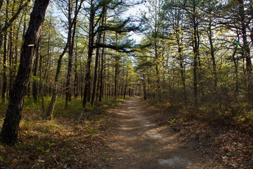 Summer forest trail and path between forest trees in Long Island, NY