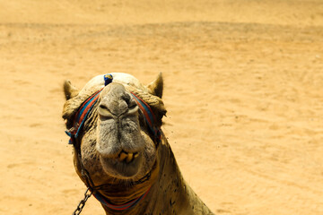 Camels in Giza Pyramid Dessert, Cairo, Egypt