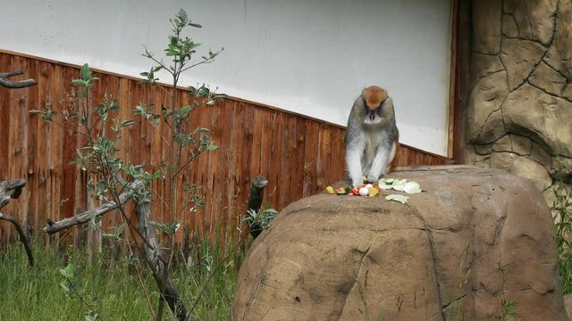The monkey eats on a stone.