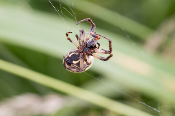 A European Garden Spider (Araneus Diadematus)