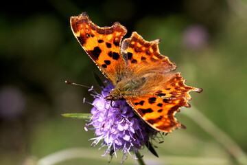 A Comma Butterfly nectaring on Devil's bit Scabious.
