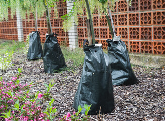 Watering irrigating bag tree, green water bag in park