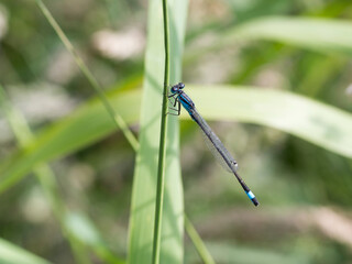 A Blue and Black Damselfly (Zygoptera)