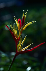 Close-up view of the colorful Bird of paradise flower