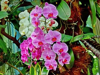 Kwiat orchidei