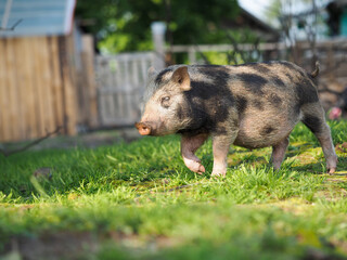 Cute little pig. Portrait of a pig with a pink dirty Piglet