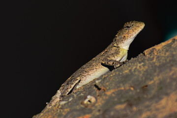 Agama atra
