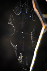 Spider web