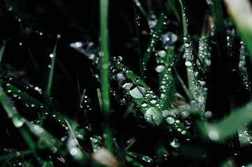 flash rain droplet on green grass