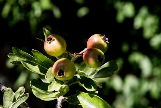 azerole fruits ripenin on the branch