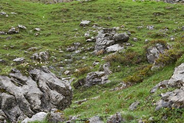 Alpine Marmots camouflaged at a mountain surface in the bavarian alps