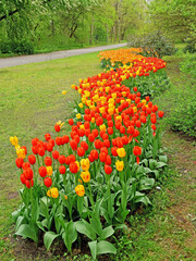 Tulipany czerwone i żółte