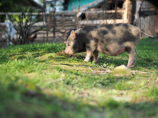 Cute little Piglet digs the ground with a Piglet