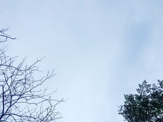 tree branches against blue sky
