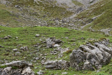 Alpine Marmots camouflaged at a mountain surface in the bavarian alps