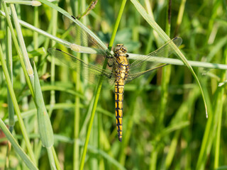 dragonfly on the grass