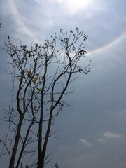 tree and sky