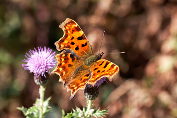A Comma  Butterfly nectaring Creeping Thristle.
