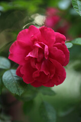Obraz na płótnie Canvas Red rose in summer garden