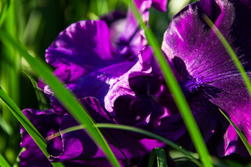 Irises xiphium (Bulbous iris, sibirica). Holiday greeting card for Valentine's Day, Woman's Day, Mother's Day, Easter!