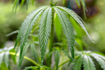 A leaf of cannabis after a rain with drops of water. Selective focus.