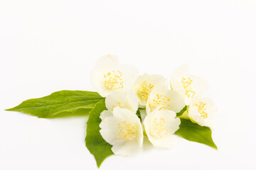 Blooming Jasmine flowers isolated on white background, close up