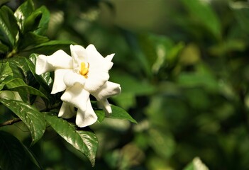 Beautiful and fragrant gardenia flower (Gardenia jasminoides) blooming in the green leaf background , Spring in Georgia USA.
