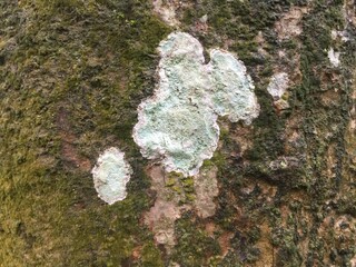 lichen on tree bark