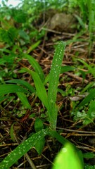 dew on grass