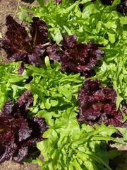 red and green lettuce in the garden