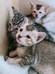 two little kittens