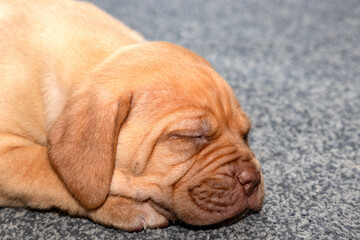 A portrait shot of Mabel, a beautiful 5 week old French Mastiff (Dogue de Bordeaux) puppy, laid on the floor asleep.