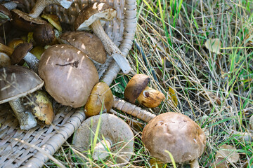 Basket with mushrooms outdoors. Natural background