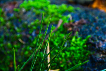 Grass