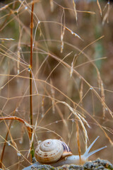 A lone snail crosses the rocky wall after the rain has just fallen into the garden.