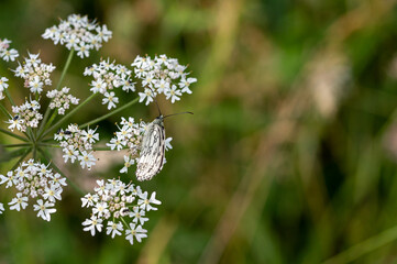Marbled white butterfly, melanargia galathea, resting on the small white flowers of the wild burnet saxifrage