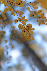autumn background blurred bokeh landscape trees, leaves and sky. Yellow autumn leaves.