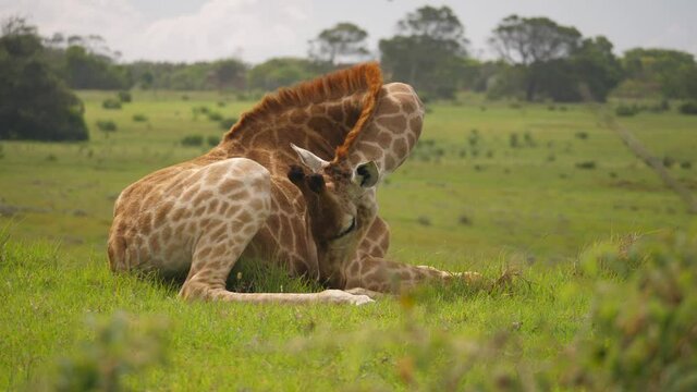 Pan of giraffe lying on hill eating grass