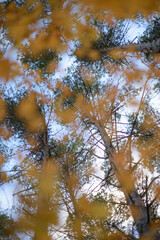 autumn background blurred bokeh landscape trees, leaves and sky. Yellow autumn leaves.