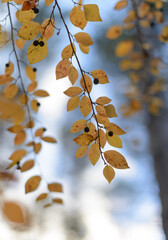autumn background blurred bokeh landscape trees, leaves and sky. Yellow autumn leaves.