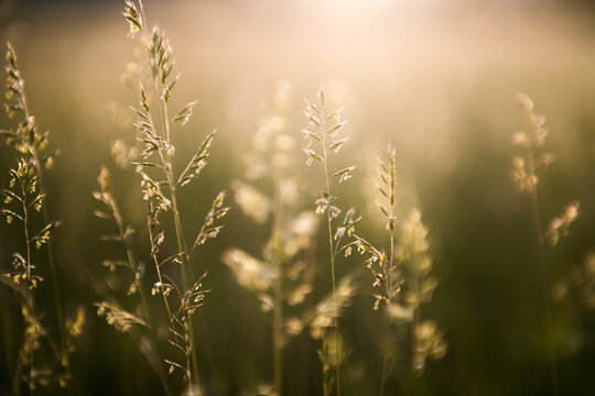 Green grass on the forest meadow at sunset. Macro image. Beautiful summer nature background