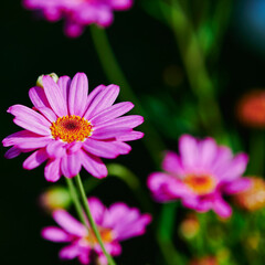 Obraz premium Macro shot of vibrant pink marguerites (Leucanthemum) in the sun.