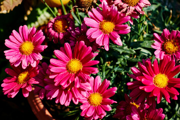 Fototapeta premium Macro shot of vibrant pink marguerites (Leucanthemum) in the sun.