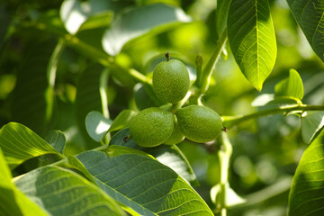 Young unripe walnuts growing on a tree