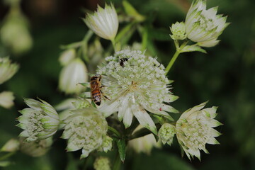 Blühende Sterndolde mit Insekten auf den Blüten